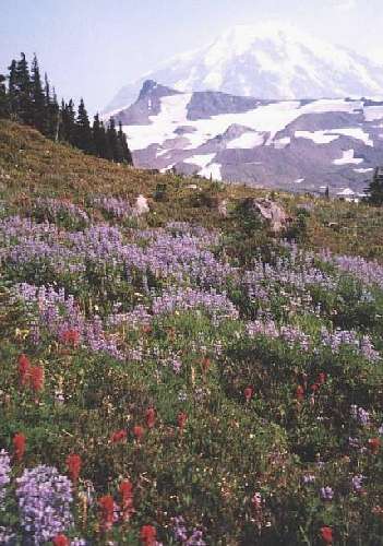 Mt. Rainier and wildflowers viewed from Spray Park on the Wonderland Trail