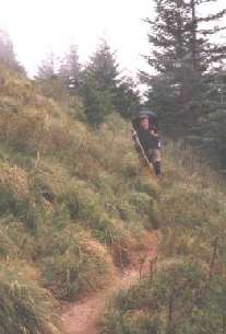 grassy trail along the Wonderland Trail in Mount Rainier National Park, Washington