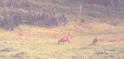 deer grazing near Klapatche camp, just off the Wonderland Trail, Mt. Rainier, Washington