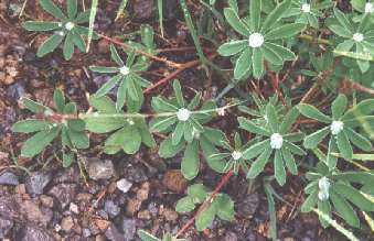 Rainwater collecting at the center of lupine flowers on the Wonderland Trail, Mt. Rainier National Park