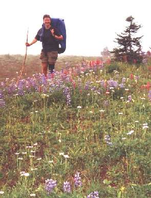 wildflowers on the ridge above Indian Bar camp, along the Wonderland Trail, Mt. Rainier