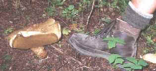 boot-sized mushroom along the Wonderland Trail, Mt. Rainier National Park