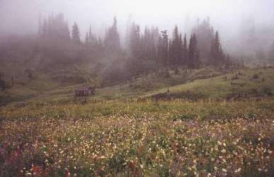 View of Indian Bar shelter from across the meadow (Wonderland Trail, Mt. Rainier, Washington)